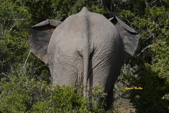 Elefantenrücken - juergen-thulke.com Urlaub und Reisen